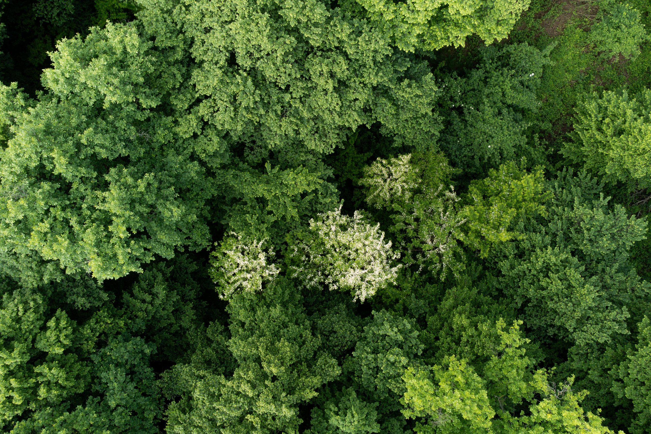 Aerial view of a vibrant forest canopy showcasing dense green foliage in summer.