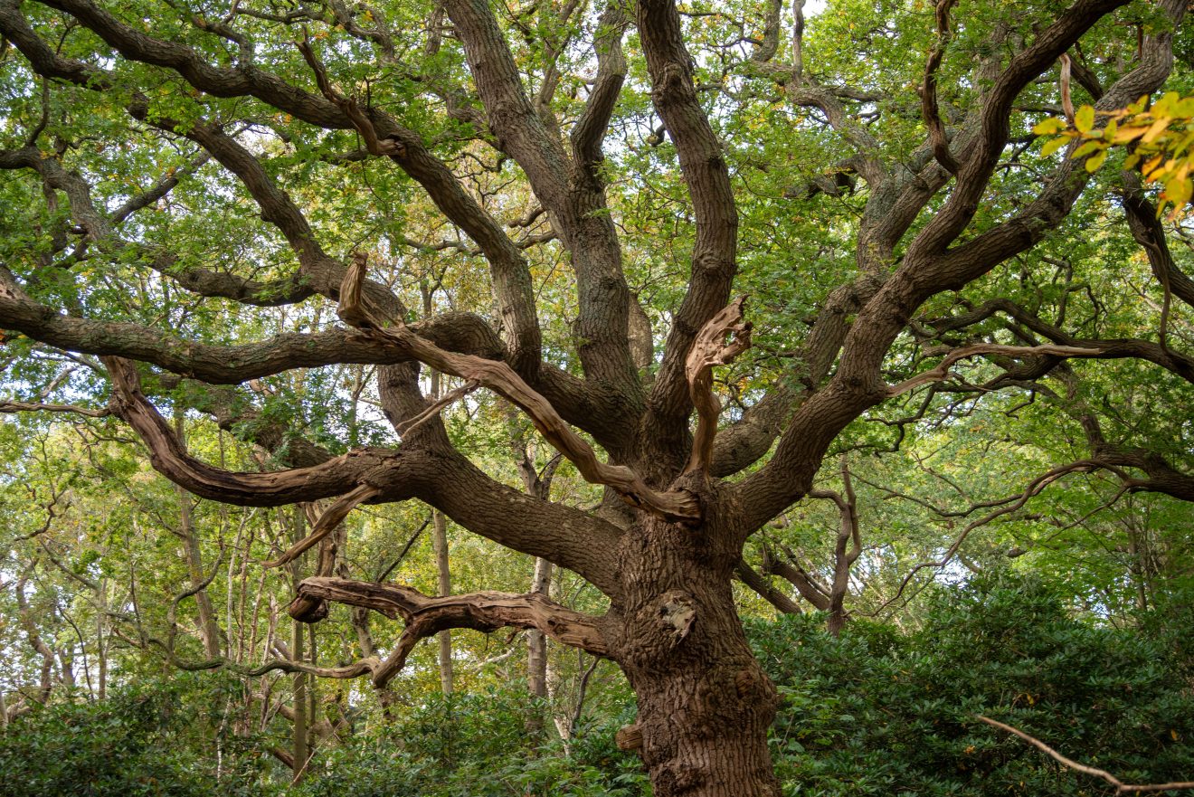Capture of a sprawling oak tree with intricate branches in a dense forest during daylight.